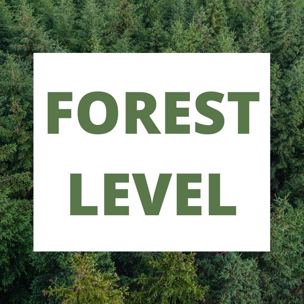 FOREST LEVEL